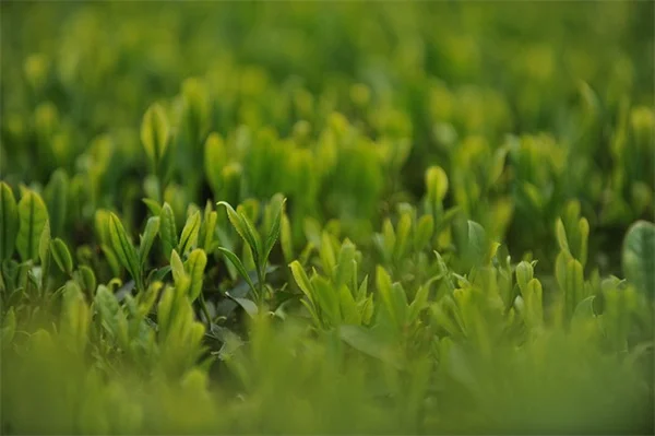 Dappled Willow Problems? Act Fast to Save Your Tree